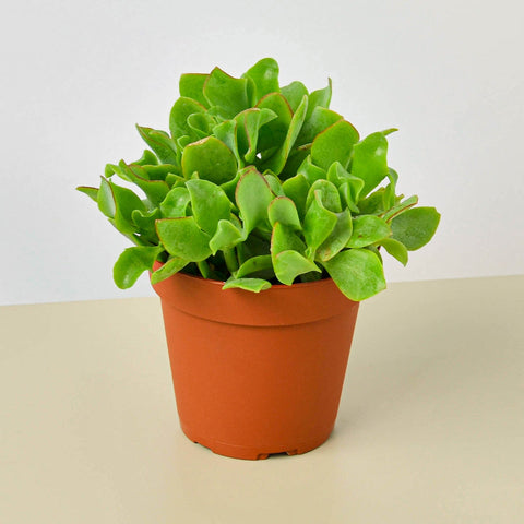 Succulent Ripple Jade