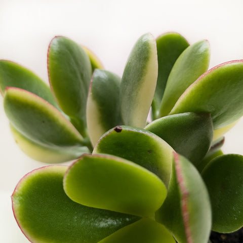 Succulent Crassula Jade Variegated, additional product view 2