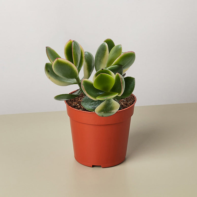 Load image into Gallery viewer, Succulent Crassula Jade Variegated

