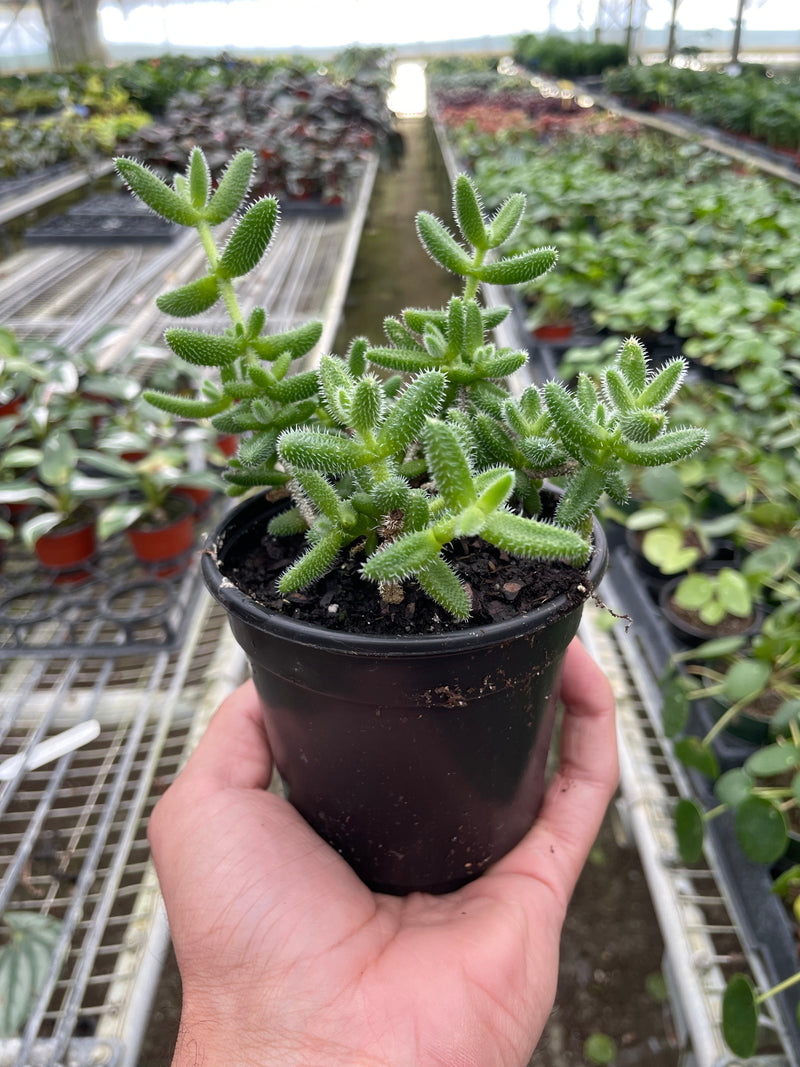 Load image into Gallery viewer, Delosperma echinatum 'Pickle Plant'

