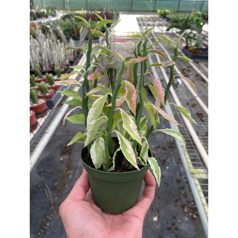 Load image into Gallery viewer, Variegated Devil's Backbone Euphorbia
