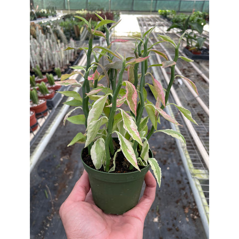 Variegated Devil's Backbone Euphorbia, additional product view 2