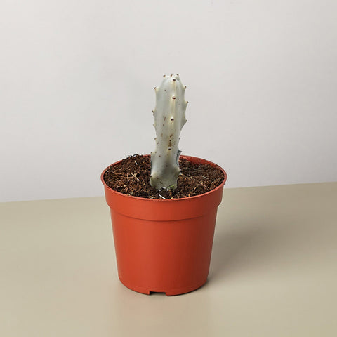 4-inch succulent Euphorbia Dragon Bone