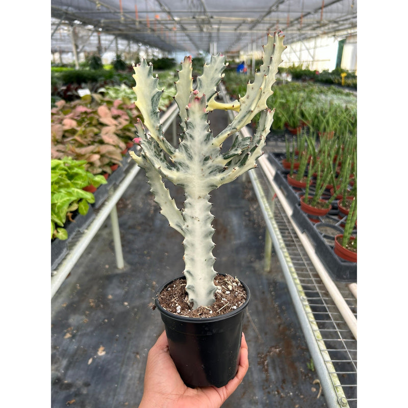 Load image into Gallery viewer, 4" Succulent Euphorbia 'Dragon Bone'
