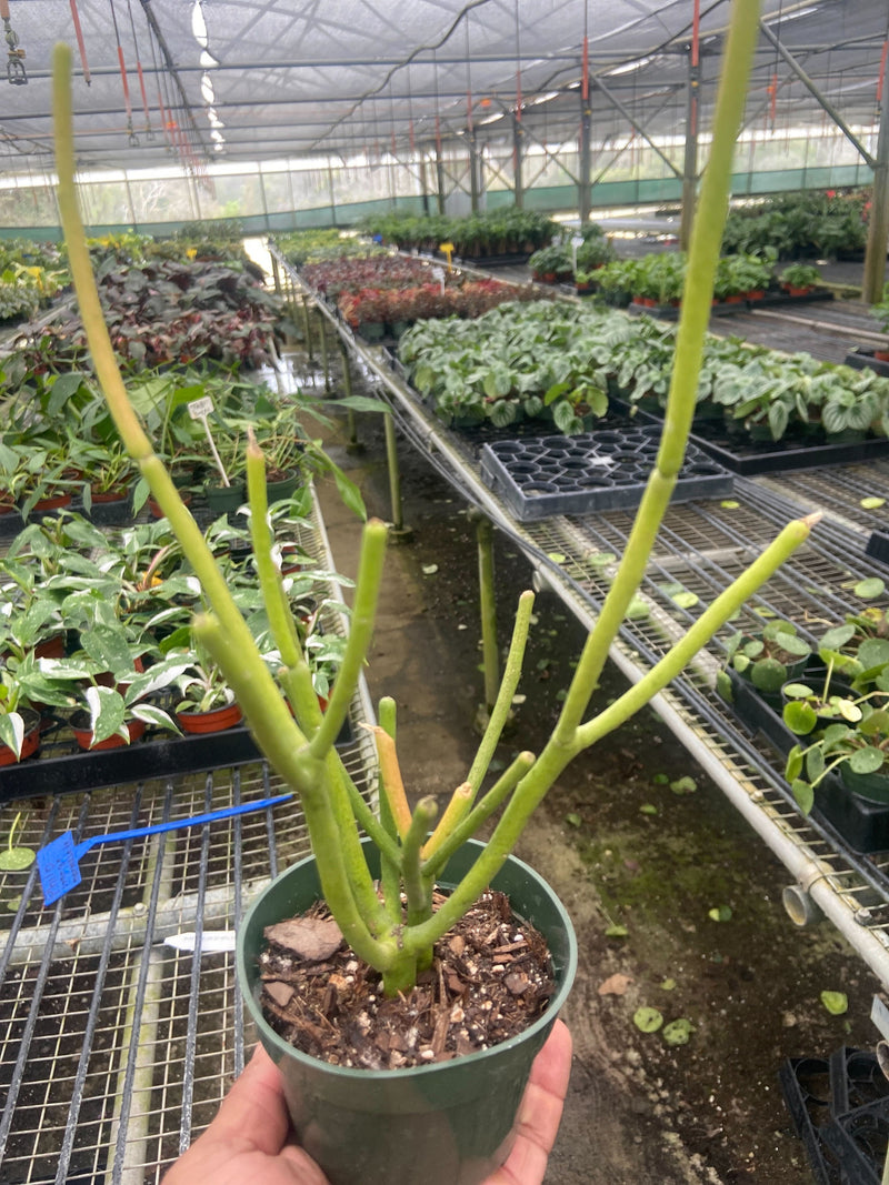 Load image into Gallery viewer, Euphorbia 'Pencil Cactus'
