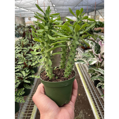 Euphorbia 'Sausage Spurge', additional product view 2