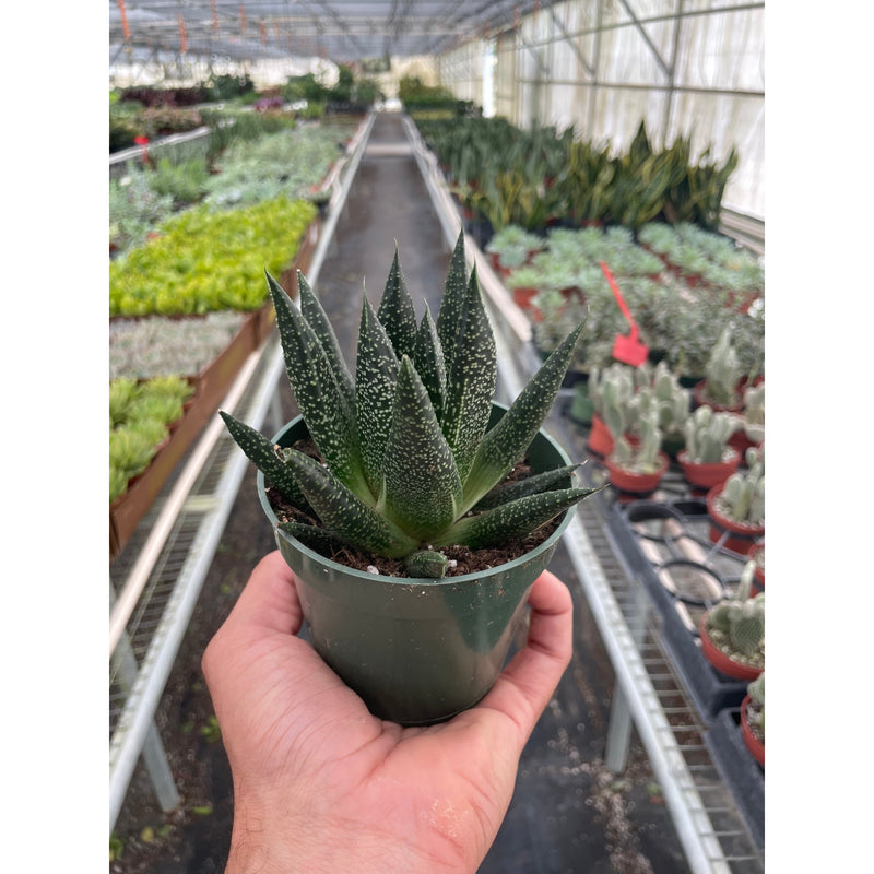 Load image into Gallery viewer, Succulent Gasteria Durban
