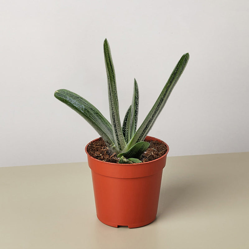 Load image into Gallery viewer, Succulent Gasteria Little Warty
