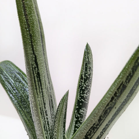 Succulent Gasteria Little Warty, additional product view 2