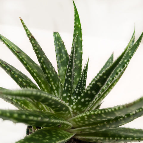 Succulent Gasteria Zimflora, additional product view 2