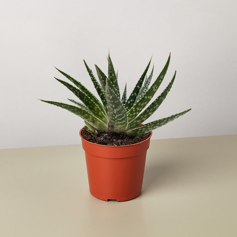 Load image into Gallery viewer, Succulent Gasteria Zimflora
