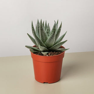 Succulent Haworthia Savanna