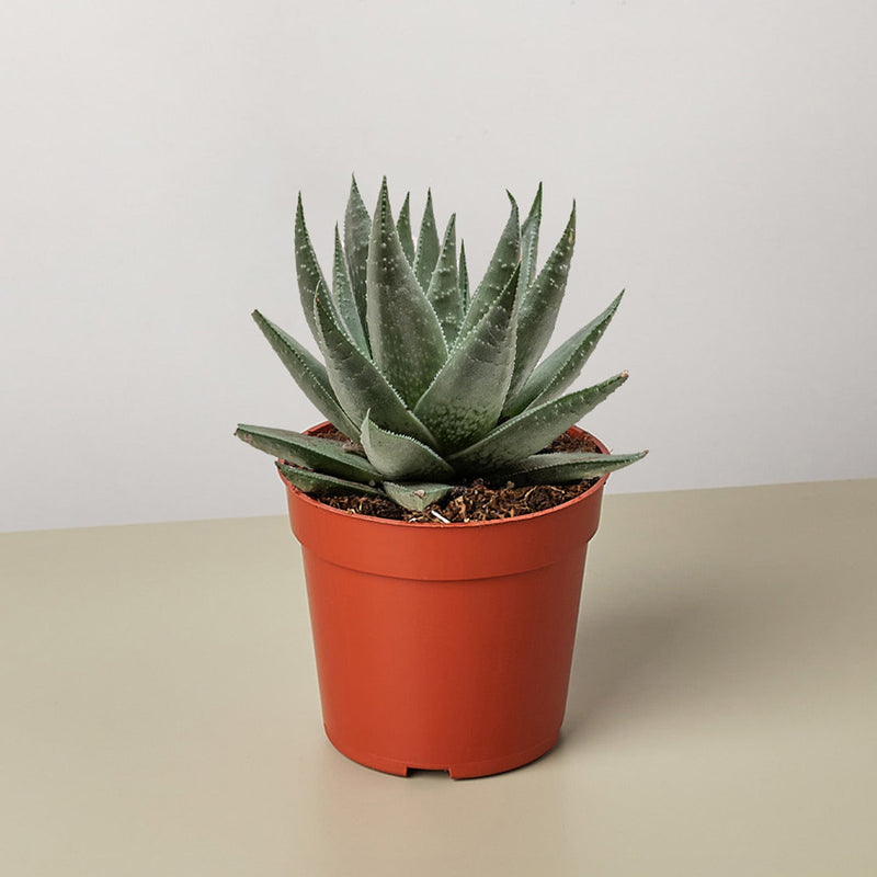 Load image into Gallery viewer, Succulent Haworthia Savanna
