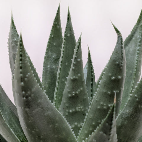 Succulent Haworthia Savanna, additional product view 2