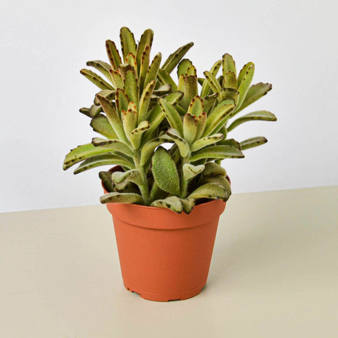 Kalanchoe Tomentosa Chocolate Soldier