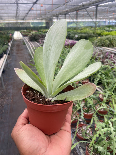 Succulent Kalanchoe Flap Jack