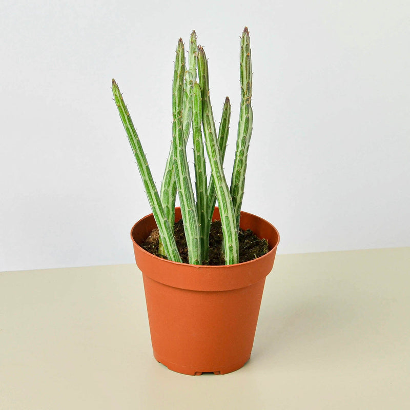 Load image into Gallery viewer, Succulent Senecio Stapeliiformis 'Pickle Plant'

