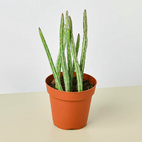 Succulent Senecio Stapeliiformis Pickle Plant