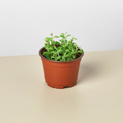 Succulent String of Dolphins