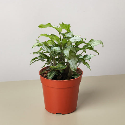 Syngonium Three Kings
