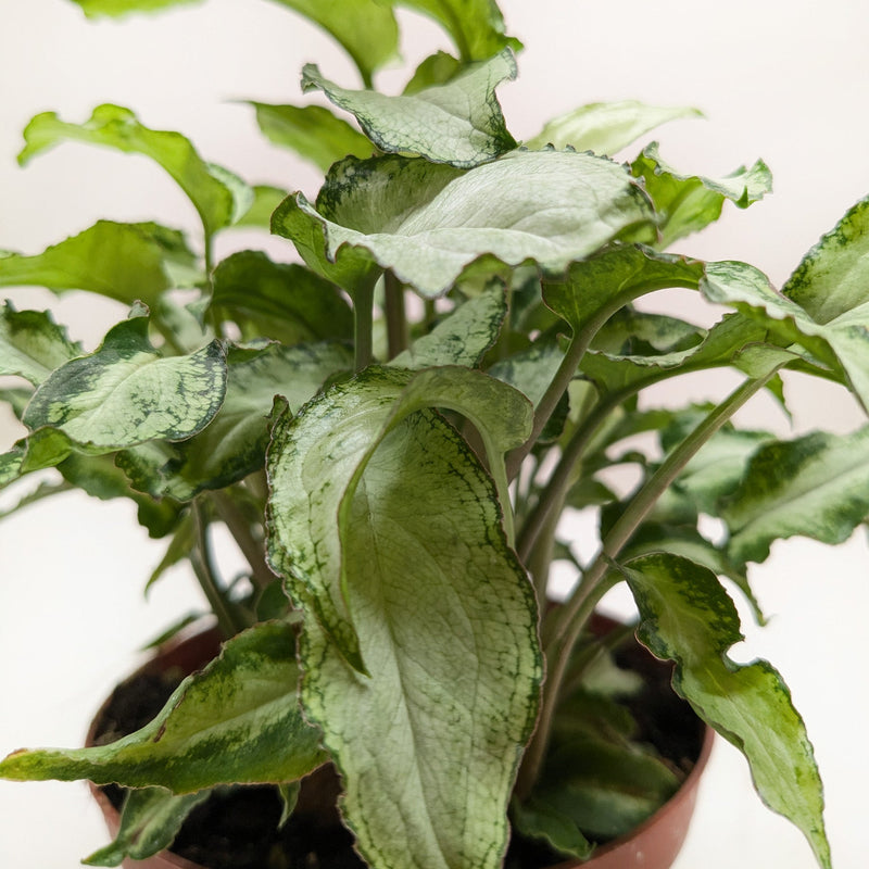 Load image into Gallery viewer, Syngonium 'Three Kings'
