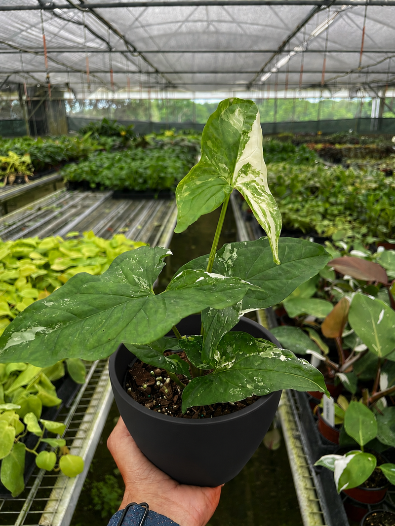 Load image into Gallery viewer, Syngonium 'Albo Variegata'
