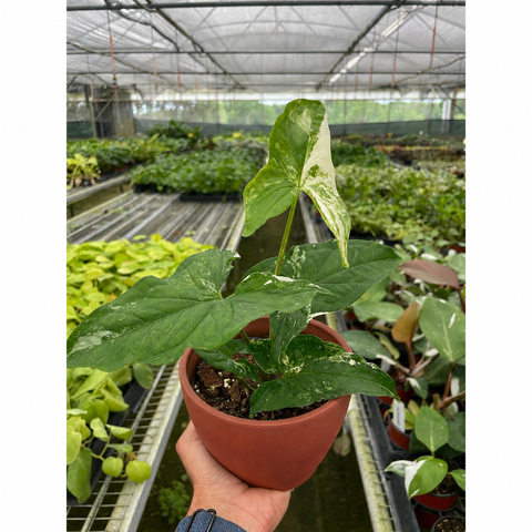 Syngonium 'Albo Variegata', additional product view 2