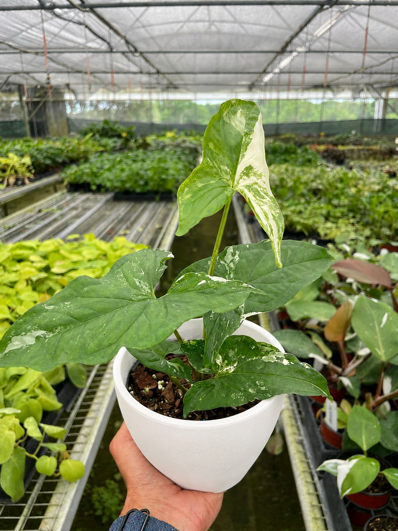 Load image into Gallery viewer, Syngonium 'Albo Variegata'
