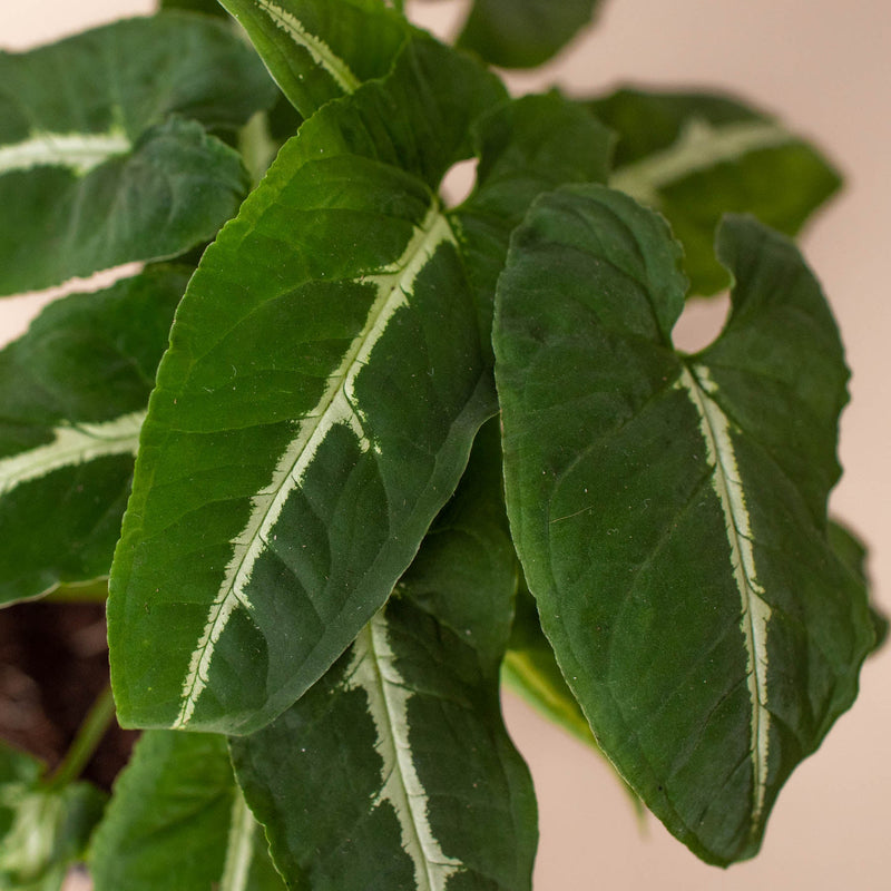 Load image into Gallery viewer, Syngonium wendlandii 'Black Velvet'
