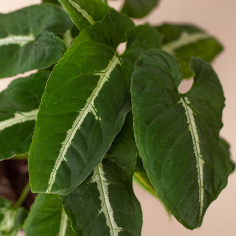 Syngonium wendlandii 'Black Velvet', additional product view 2