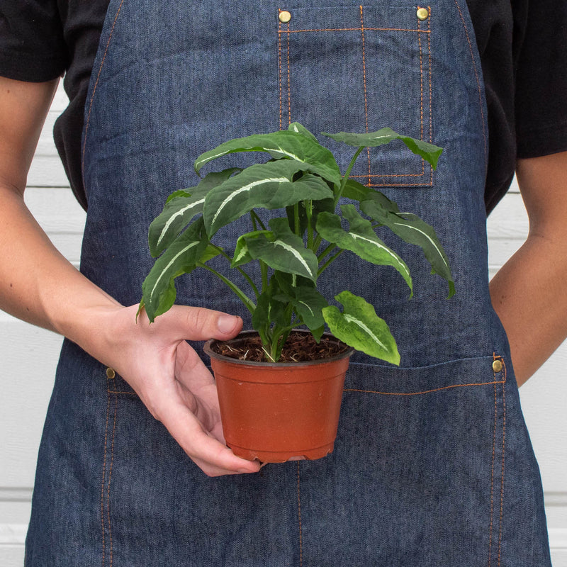 Load image into Gallery viewer, Syngonium wendlandii 'Black Velvet'
