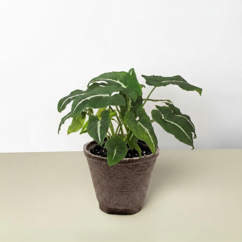 Load image into Gallery viewer, Syngonium wendlandii 'Black Velvet'
