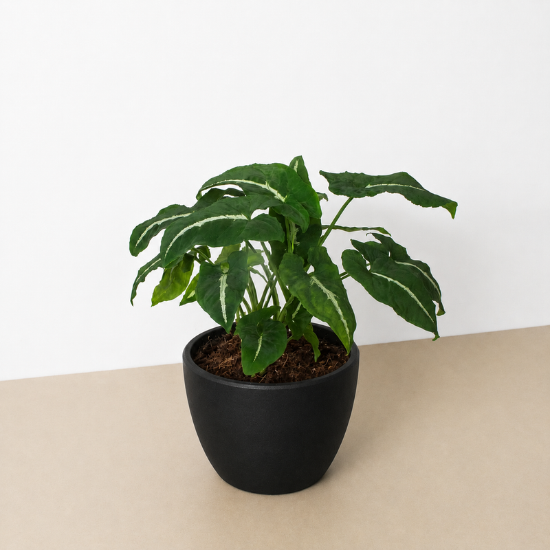 Load image into Gallery viewer, Syngonium wendlandii 'Black Velvet'
