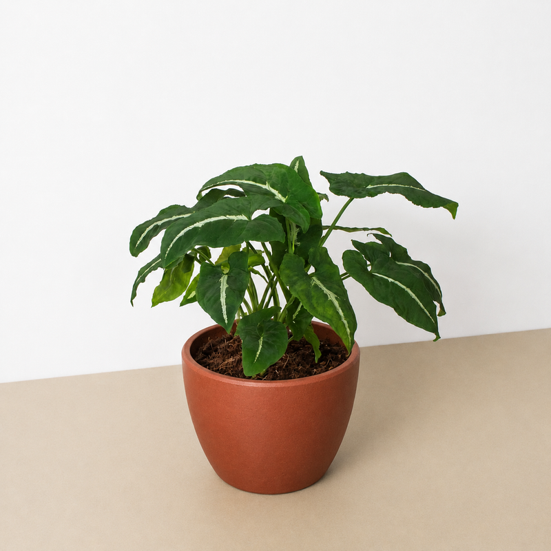 Load image into Gallery viewer, Syngonium wendlandii 'Black Velvet'
