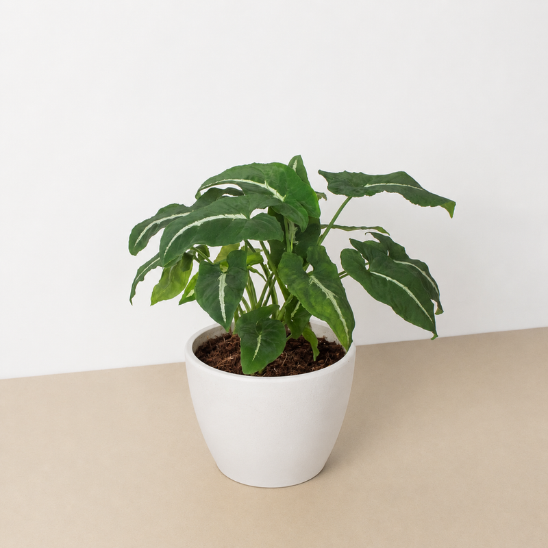 Load image into Gallery viewer, Syngonium wendlandii 'Black Velvet'
