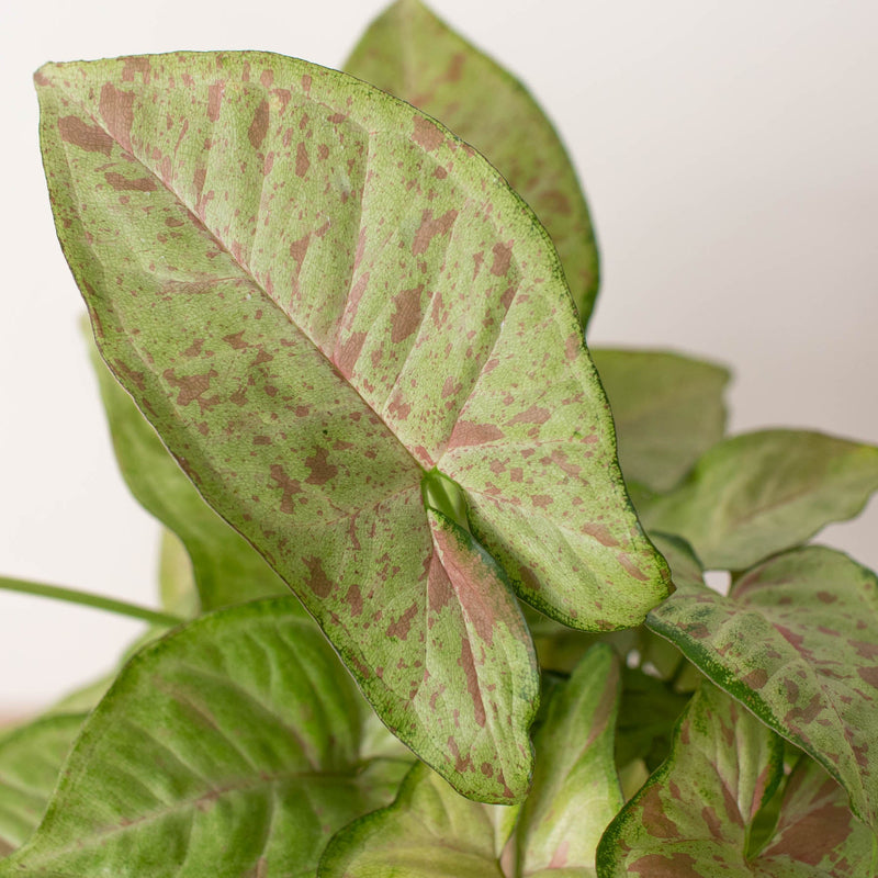 Load image into Gallery viewer, Syngonium 'Confetti'
