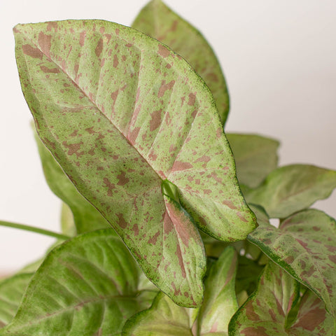 Syngonium 'Confetti', additional product view 2