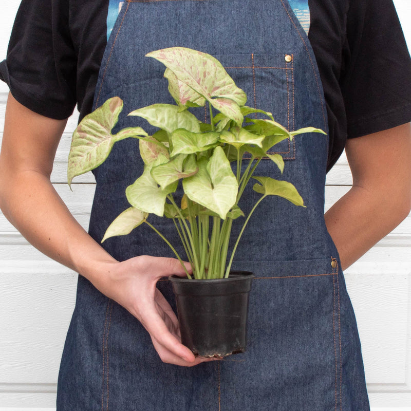 Load image into Gallery viewer, Syngonium 'Confetti'
