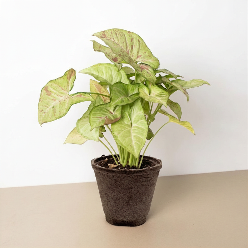 Load image into Gallery viewer, Syngonium 'Confetti'
