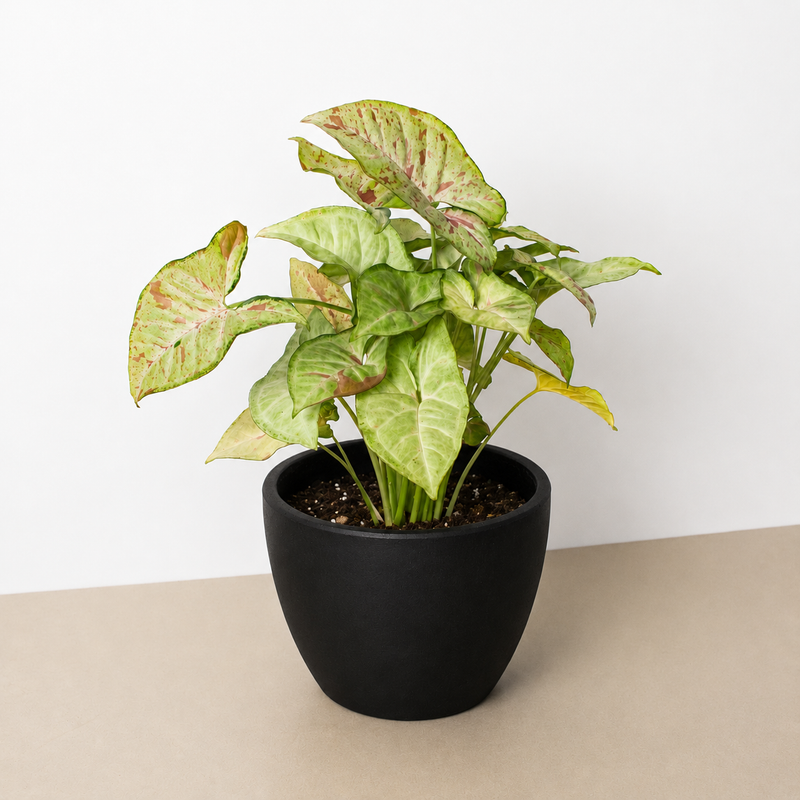 Load image into Gallery viewer, Syngonium 'Confetti'
