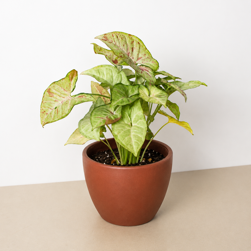 Load image into Gallery viewer, Syngonium 'Confetti'
