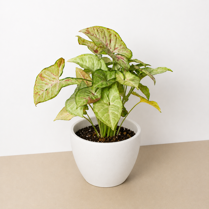 Load image into Gallery viewer, Syngonium 'Confetti'

