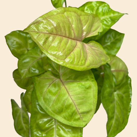 Syngonium Cream Allusion, additional product view 2