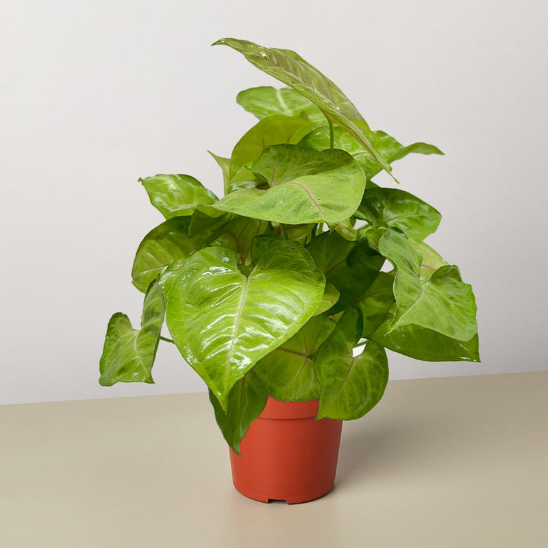 Load image into Gallery viewer, Syngonium Cream Allusion
