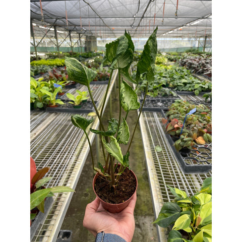 Syngonium Godzilla