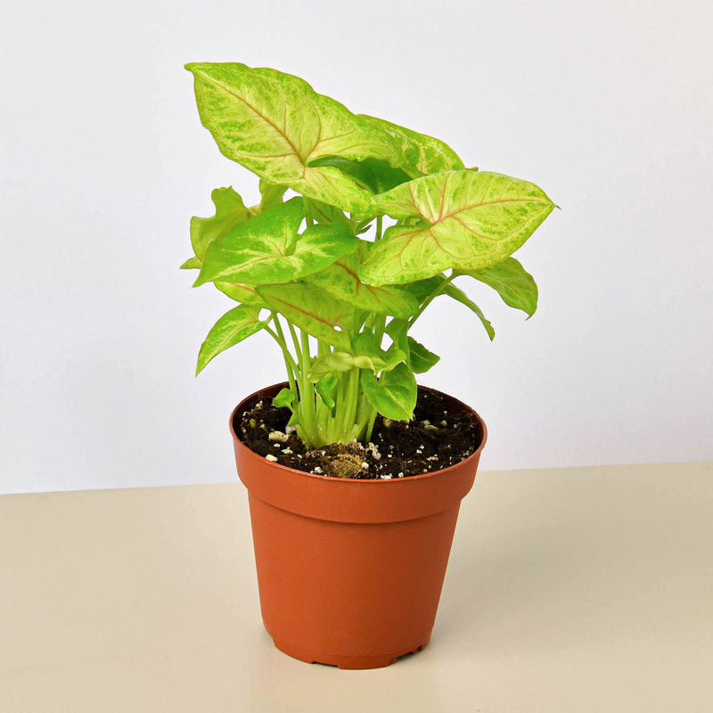 Load image into Gallery viewer, Syngonium 'Gold'
