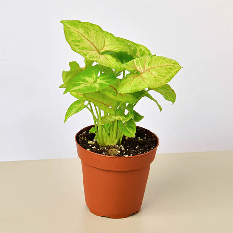 Syngonium Gold