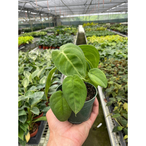 Syngonium Ice Frost