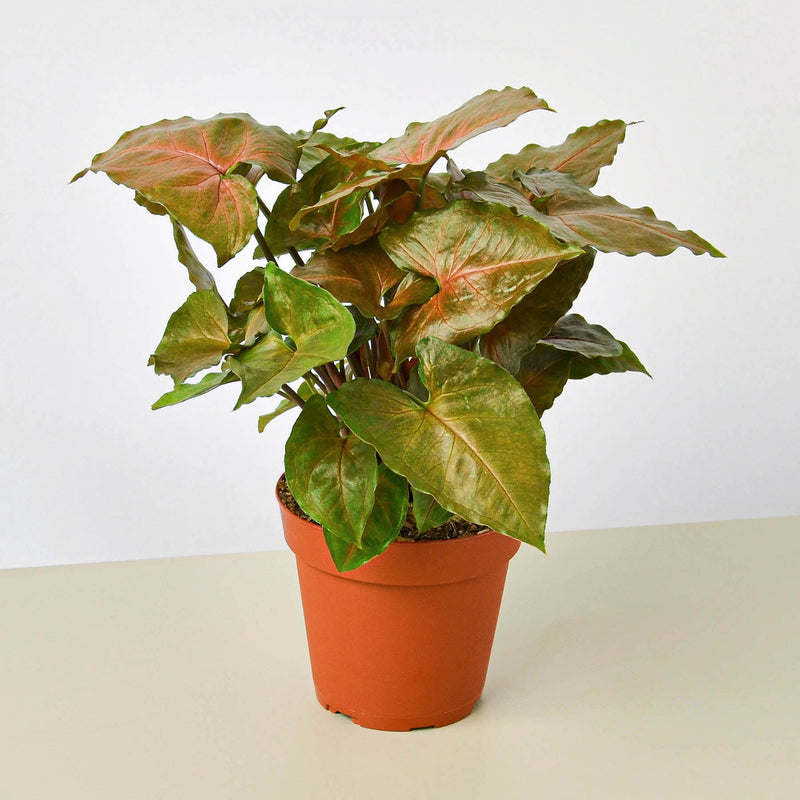 Load image into Gallery viewer, Syngonium 'Merry'
