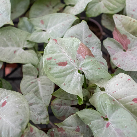 Syngonium 'Milk Confetti', additional product view 2